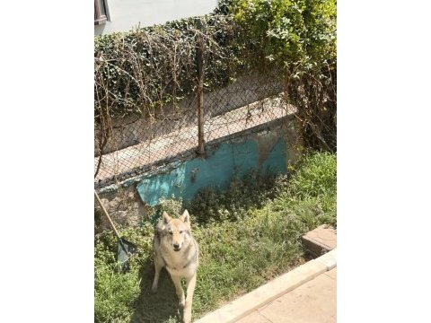 Dişi wolfdog