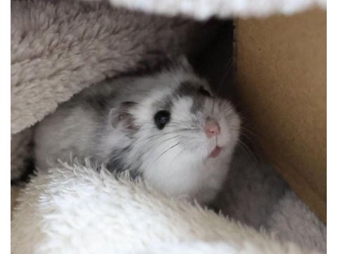 Hamster gonzales yavrularımız heryere gönderim