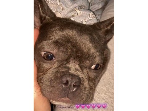 Zeyna sahibinden french bulldog