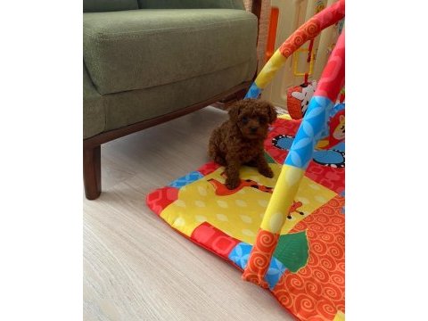 Toy poodle ev ortamında orjinal