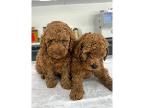 İlk doğum ilk yavrular poodle