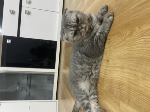 Yaklaşık 5 yaşında kısır ve dişi scottish fold