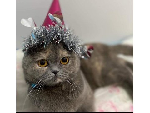Sahiplendirme scottish fold dişi