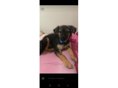Çok sevecen ve sağlıklı pinscher
