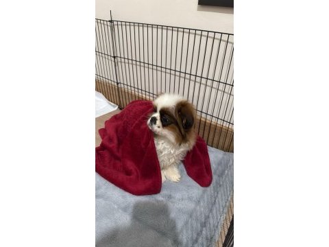 Güven pet market pekinez