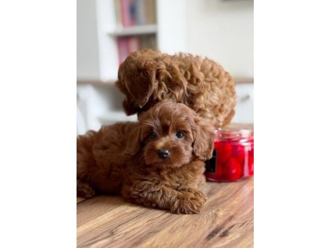 Tuvalet eğitimli kore toy poodle