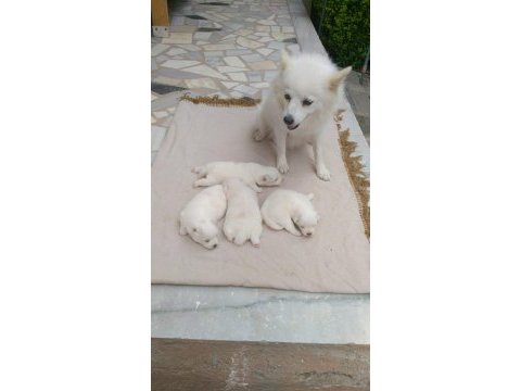 36 günlük spitz pomeranian yavruları