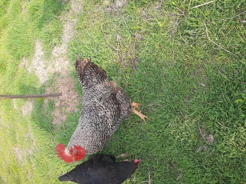 Genç horoz ve tavuklar