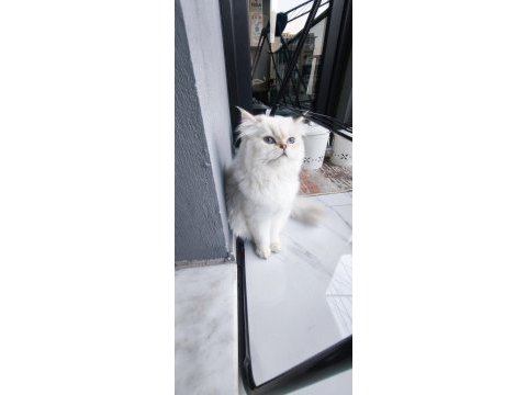 Uysal sevimli british shorthair kedimize yuva arıyoruz