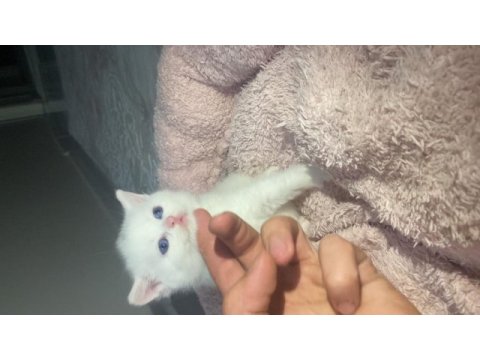 Edirne keşan 3 yavru kedimiz var tuvalet eğitimli