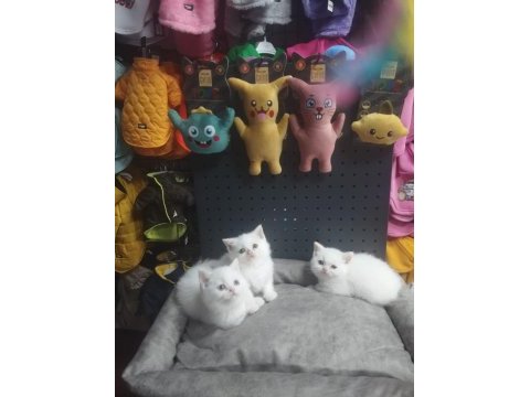 Dişi erkek karbeyaz safkan british shorthair