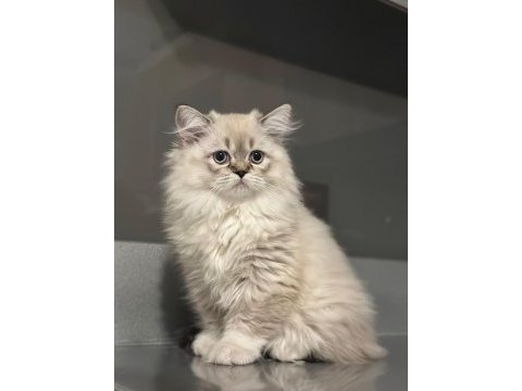 Güzeller güzeli british longhair kızımız ailesini arıyor