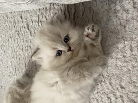 Beyaz british longhair