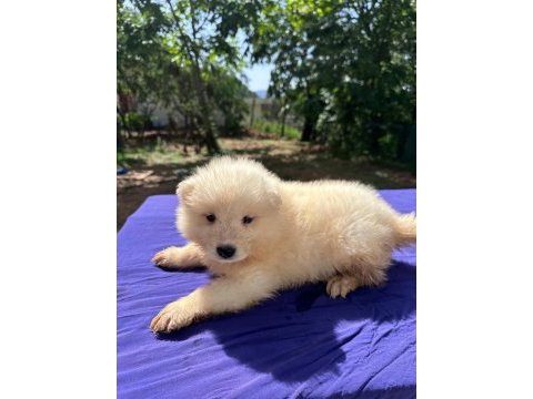 Kar topu samoyed bebekler