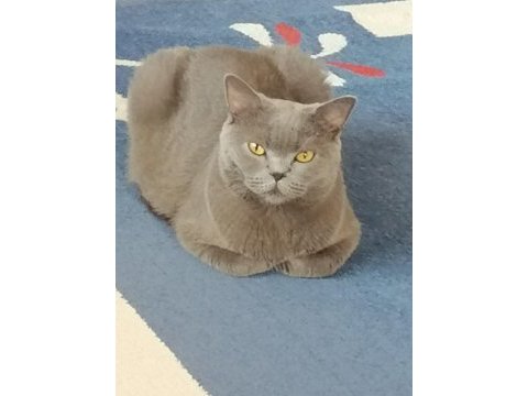 Güzel kedimizi sahiplendiriyoruz