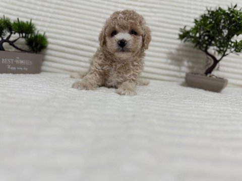 Tr en uygunu poodle bebekler