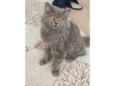 British longhair 4 aylık