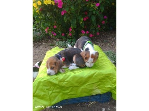 Türkiye geneli gönderimli beagle yavruları