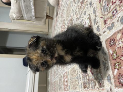 Scottish fold yavrularım iki aylık ücretsiz