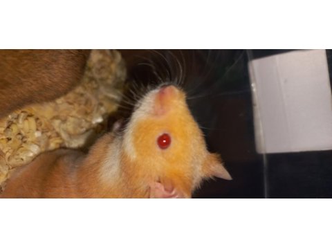 En çok aranan turuncu rengi