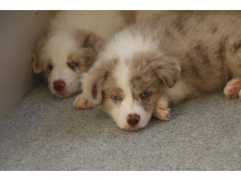 A şecere yavru köpekler