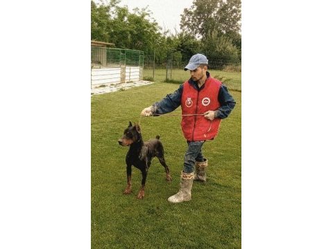 A scr king doberman safkan bebekler