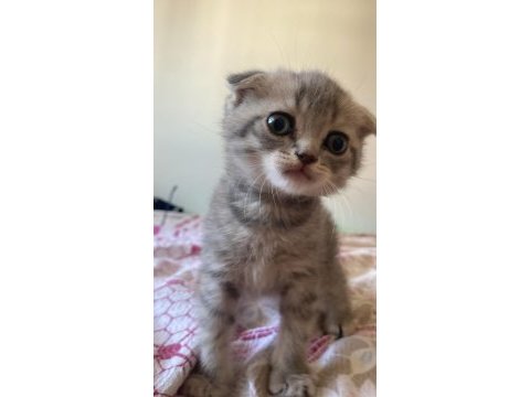 2 aylık scottish fold yavru kedimiz
