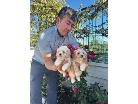 Toy poodle ve maltipoo yavrularımız