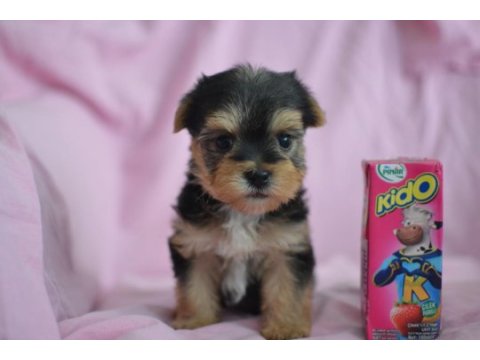 Minik morkie adam