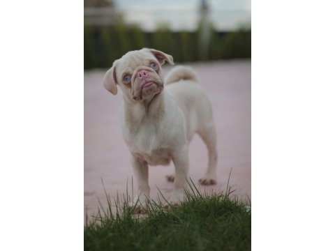 Egzotik renk pink pug yavrular