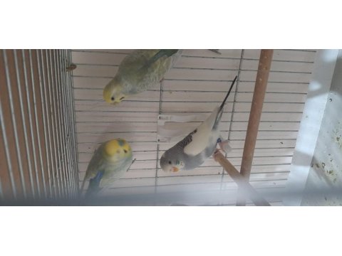 Rainbow parçalı yerli muhabbet kuşu