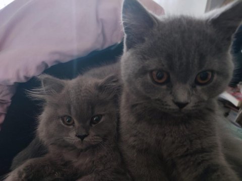 Kedi kızımın ilk yavruları dişi british longhair