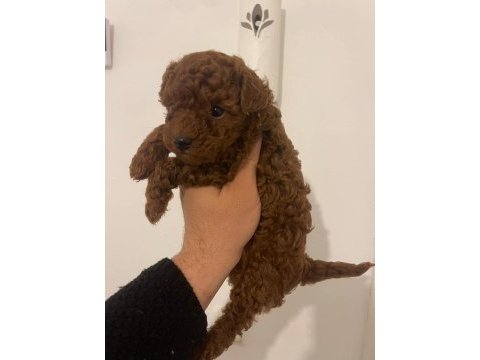 Erkek - dişi toy poodle yavrular