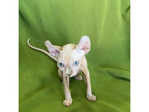 Elf sfenks kedi
