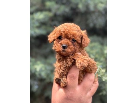 Wc eğitimli  toy poodle yavruları