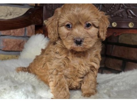 Maltipoo safkan köpeğimiz