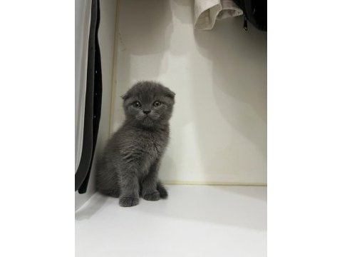 2 aylık scottish fold yavrumuza yuva arıyoruz