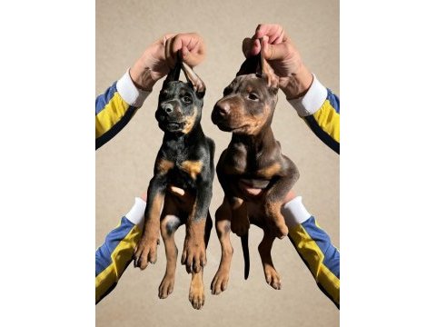 Doberman köpekler