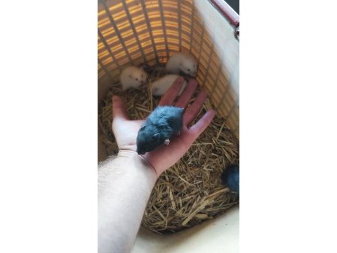 Beyaz ve siyah 1 aylık suriye hamster yavruları