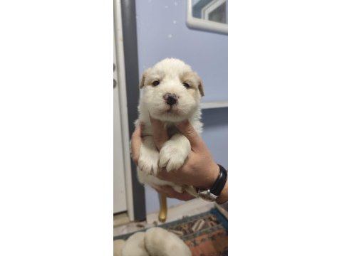 Border collie yavrular 1 aylık oldular