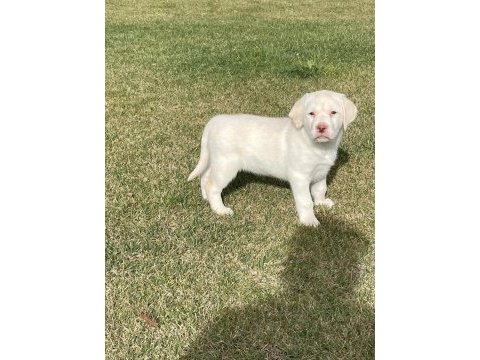 Safkan labrador retriever yavruları