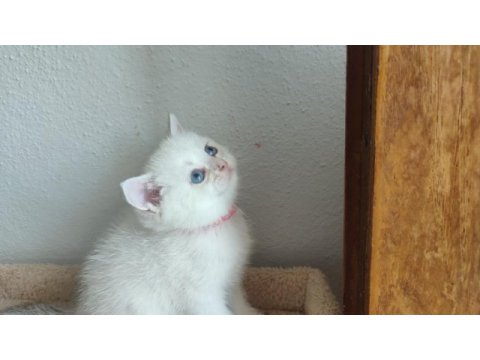 British shorthair yavru kediler