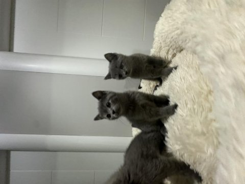 Scottish fold ve british shorthair
