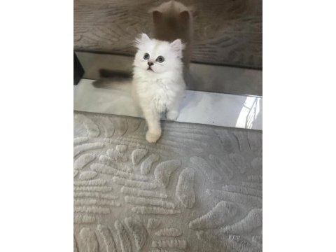 British long ve shorthair kardeşler