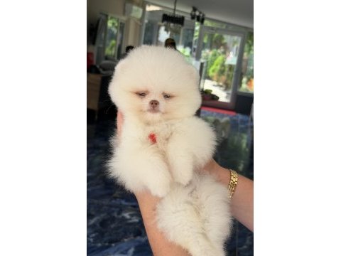 Kusursuz karbeyaz mavi gözlü pomeranian boo