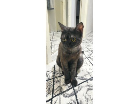 British shorthair ve melez yavru