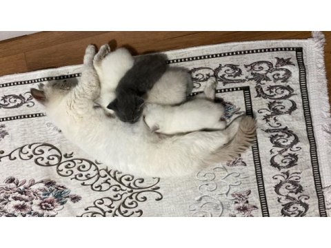 Erkek 3 adet beyaz yavru british shorthair