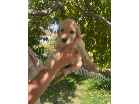 Kaliteli golden retriever yavrular teslime hazır