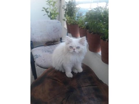 3 aylık dişi persian