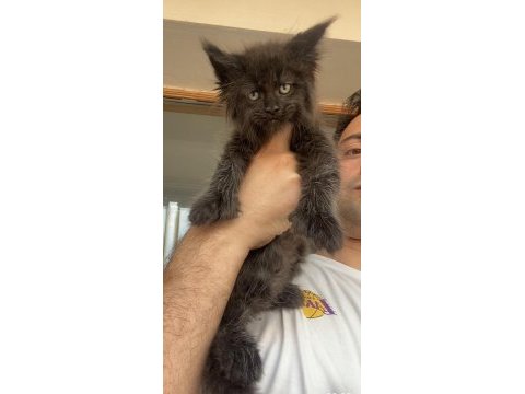 Polydactly 6x6x6x6 erkek maine coon yavru